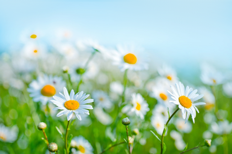 Healthy Sinuses: Allergy & Sinus Relief